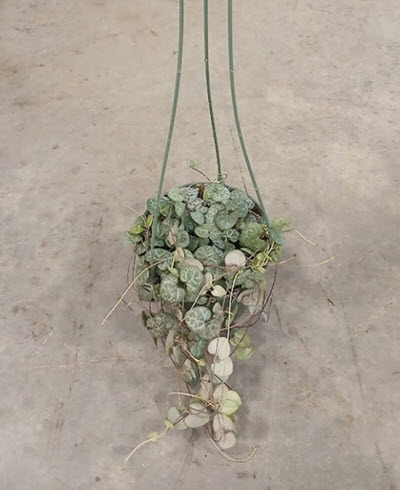 5" String of Hearts HB